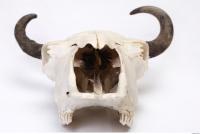 animal skull 0025
